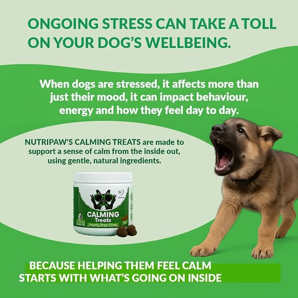 An educational ad creative that positions calming treats as a holistic solution to canine stress by highlighting behavioral impacts.